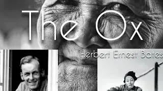 Text Line by Line Explanation The Ox by H.E.Bates #english #englishliterature