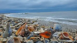 Прогулка по пляжу, полному ракушек, и вытаскивание из воды восторженного друга-коллекционера ракушек
