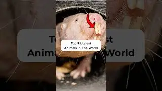 Top 5 Ugliest Animals in the World | Weird Creatures You Won&rsquo;t Believe Exist! #animals #shorts #fact