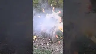 Вы когда-нибудь видели, как взрывается такая большая тыква?