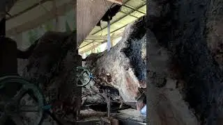 Giant Wood Naturally Corroding