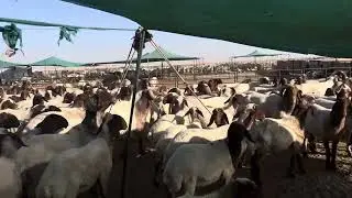 أغنام النعيمي بالكويت 🇰🇼 | شلون تربّيها صح وتربح ذهب؟ ….