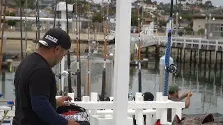 Wide Open Bonito Bite! -- Dolphin Sportfishing