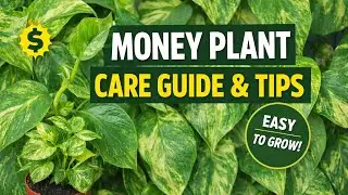 Complete care of Money Plant 🌿 Beginner Guide #nature #plants #gardening #home_beauty