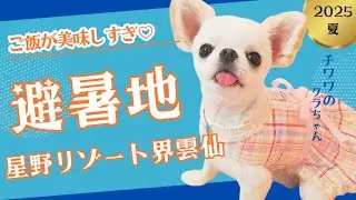お宿のご飯やイベント　おすすめワンちゃんショップをご紹介の巻