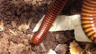 Gold Millipede for Sale