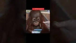 Травмированного детеныша орангутана спасли из крошечной клетки #детенышиживотных #орангутаны #жив...