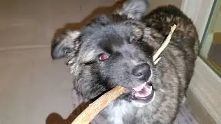 Tiny Fluffy American Akita Puppy With Razor Sharp Teeth Likes To Chew on Sticks in the Backyard