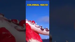 Octopus Squid and Colossal squid #animals #facts #wildlife #octopus