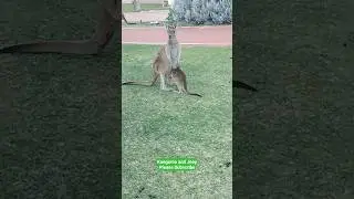 Kangaroo with Joey | Cute Wildlife Moments in Australia | #kangaroo #australia #joey #satisfying