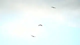 Turkey Vultures Kettling