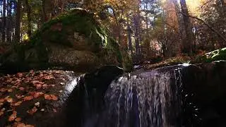 Relaxing autumn walk through the forest 🍁 Canencia 2020 🍁