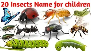 बच्चों के लिए Insects Names  | Ant, Bee, Butterfly in English | Easy Learning कीड़े-मकोड़े के नाम 