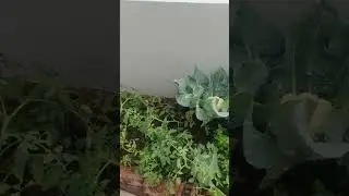 #motivation #motivational #gardening #plants