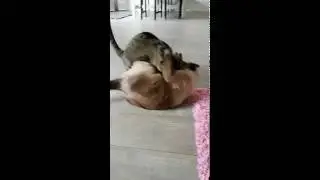 Hannibal vs. Winston