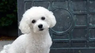 Comparing Bichon Frise vs Maltese: Spotting the Differences