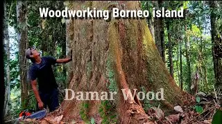 Meranti berlumut dan  luar biasa dari hutan tropis kalimantan