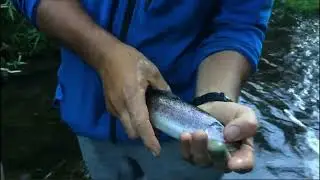 Pesca de truchas chile: Fario gigante 2026