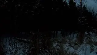 Cinematic Swamp Walk