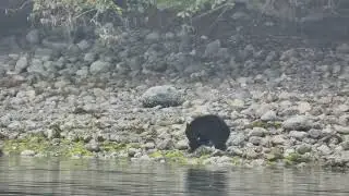cub zoekt naar eten onder rotsen tour Ucluelet