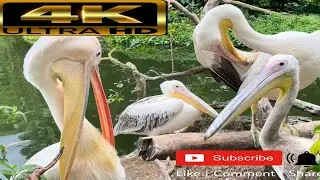 4K Birds Relaxation Video With Original Birds sounds For 4k Old TV |4K Videos | 4K Nature | 4K