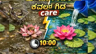 🪷ಕಮಲ ಮತ್ತು ವಾಟರ್ ಲಿಲ್ಲಿ ನಿರ್ವಹಣೆ | Lotus and water Lilly Maintenance🌿