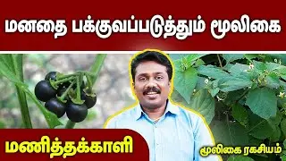 மனதை பக்குவப்படுத்தும் மூலிகை | Dr.Sugumar | Mooligai Ragasiyam | @megatvindia