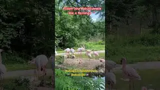 Keep calm and flamingle on #animals #wildlife #zoo #fyp #shorts