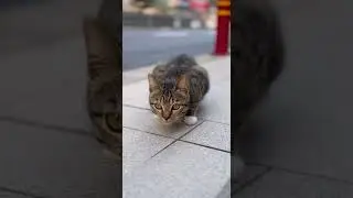 cat on road ❤️&zwj;🩹👆 Unexpected feline rescue caught on camera #reaction #pets #catvideos