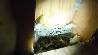 Auburn Pest Control: Yellow Jackets in Closet #2