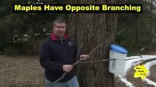 Identifying Maple & Box Elder Trees - Maple Syrup 101