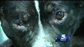 5 pets now at OKC Animal Shelter after owner's death