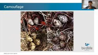 Shorebirds and Beach-nesting Birds of the Hunter and Mid Coast NSW