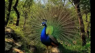 KBR National park #hyderabad #nature #travel #parks #kbrpark #India #birdsanctuary 