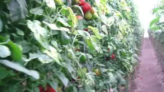Second Crop - Halfway Point / Segunda Siembra - A Mitad