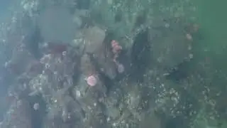 Fridykking ved Skarnsundet Fjordsenter