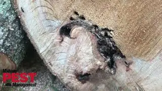 🐜 Carpenter Ant Pest Control Kansas City 🐜🐜