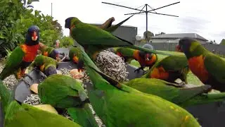 30 mins of crazy rainbow lorikeets | Australian bird feeder cam | 23/1/26  | cat tv | so cute |