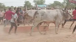 pr memorial bulls