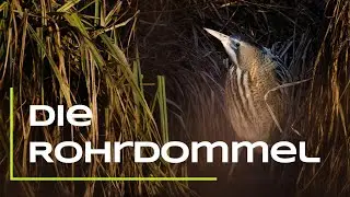 Die Rohrdommel - Ein Steckbrief