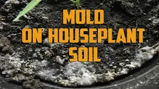 How to Get Rid of Mold on Houseplant Soil