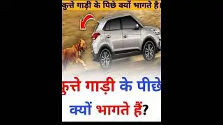 कुत्ते CAR के पिछे क्यों भागते है। why Dogs Run behind the car.#shorts