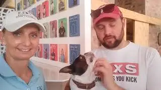 Dog Trained at Business Premises 🐾 | Bespoke Behaviour Support | Executive Dog Training South Africa