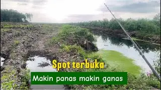 SPOT TERBUKA TERIK PANAS IKAN MAKIN GANAS..!!? CASTING GABUS 
