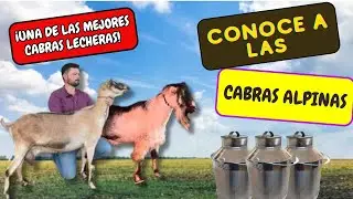 🔴 CABRAS ALPINAS CARACTERISTICAS 🧑🏻‍🌾🐐🚜