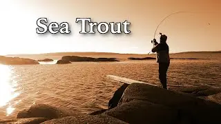 Looking For Some Winter Sea Trout