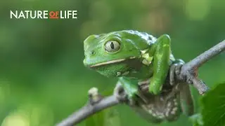 Waxy Monkey Tree Frog:🐸 The Crazy Amphibian That Produces Its Own Suncream 🌞