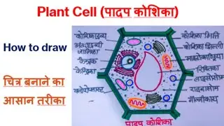 Plant Cell Diagram #plant cell #पादप कोशिका 