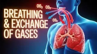Human Physiology I Breathing & Exchange Of Gases I  Ideal for Class 11 Bio NEET I CUET & board exam