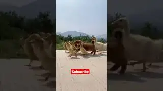 Cute little puppy dog playing with duck 🦆 adorable dog and duck #pets #dog #duck